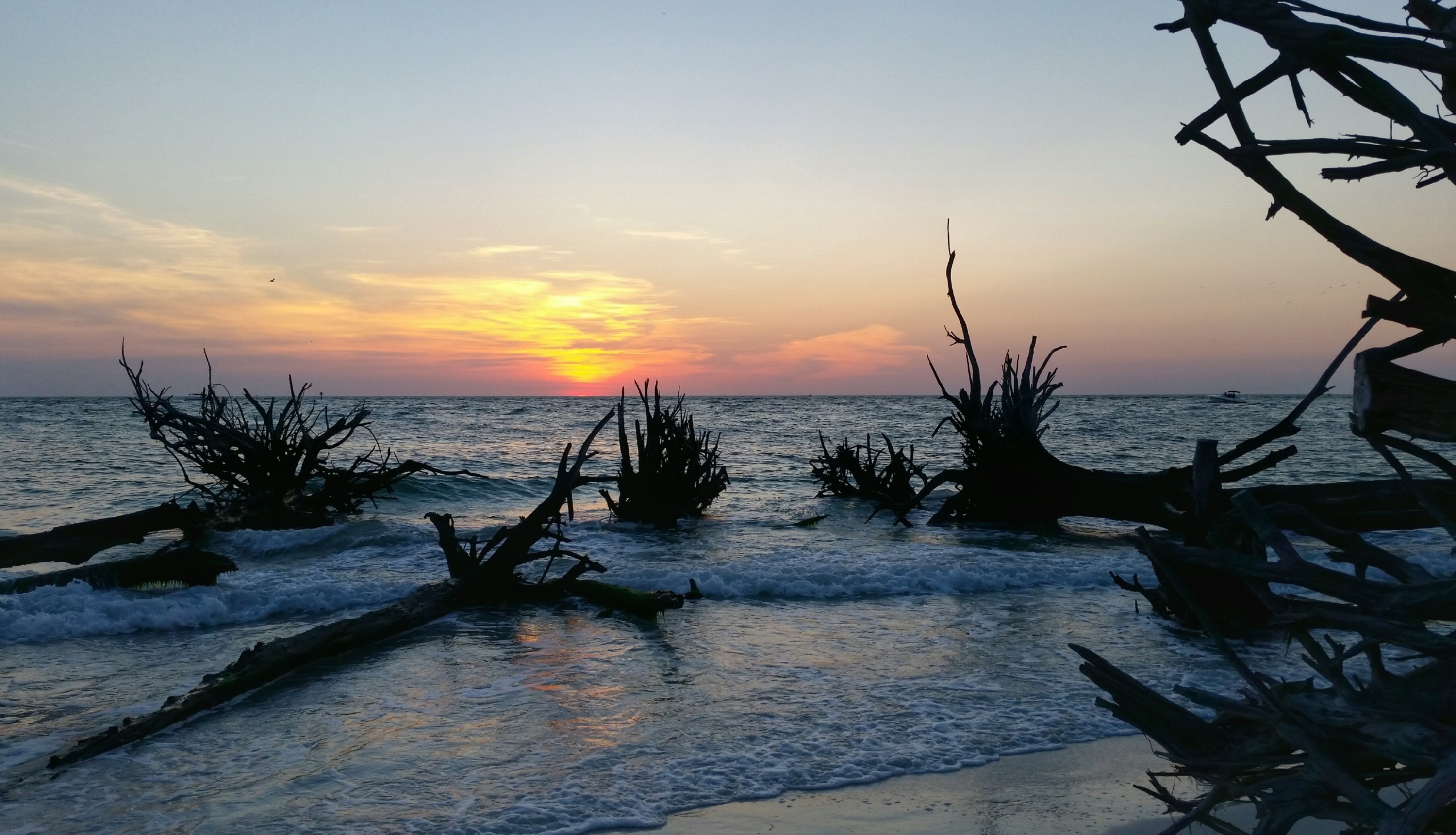 Dead trees on the beach at Beer Can Island on Long Boat Key in Florida