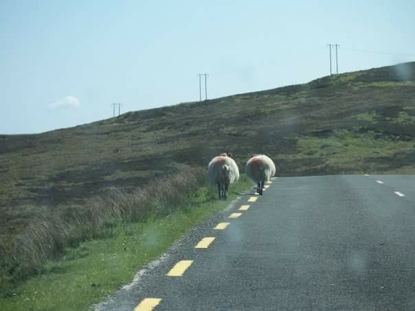 Sheep walking down the side of a rural road
