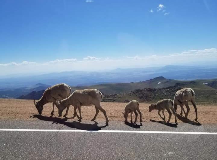 Goats next to road on a mountain
